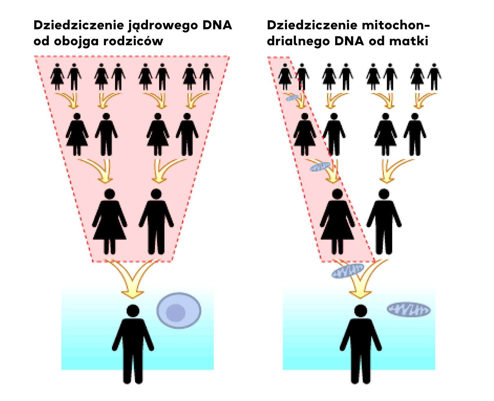 dziedziczenie DNA mitochondrialnego i jądrowego